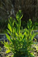Isatis tinctoria - Dyers Woad plant.