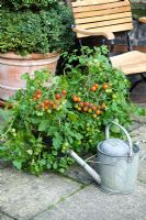 Tomato 'Losetto'  - Bush Tomatoes growing in pot on patio with clipped shrub in pot behind

