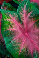 Caladium - Elephants Ears