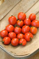 Tomato 'Red Alert' in wooden trug