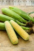 Zea mays 'Columbus' - Sweet Corn