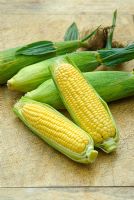 Zea mays - Sweet corn