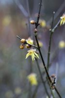 Chimonanthus praecox 'Luteus'