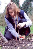Pruning raspberry canes - Prune plants close to the ground which have fruited to prevent the stumps becoming diseased