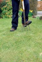 Aerating lawn with fork