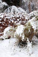 Fargesia 'Jumbo' in winter