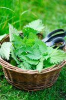 Harvesting Urtica dioica - Stinging Nettles