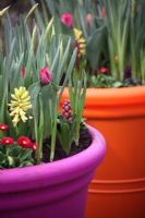 Tulips, Hyacinths and Bellis in brightly coloured pots, Spring. Outdoor garden Keukenhof, Holland