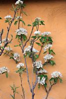 Pyrus communis 'Concorde' AGM, trained against a painted wall