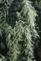 Acacia riceana 'Exeter hybrid' in flower