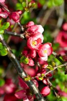 Chaenomeles x superba 'Pink Lady' - Flowering Quince
