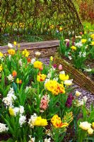 Tulipa and Hyacinthus - mixed spring planting in the scented garden at RHS Harlow Carr