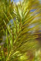 Podocarpus drouynianus - Wild Plum. Podocarp native to the relatively high rainfall areas of southwestern corner of Western Australia
