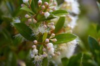 Syzygium australe - Bush Christmas, Brush Cherry or Scrub Cherry, Eastern Australia 