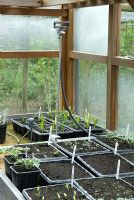 Sprinkler system set up to water trays of seedlings in greenhouse - Wyken Hall, Suffolk