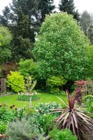 View of neatly kept garden with Sorbus aucuparia in flower, Magnolia underplanted with tulips, stone bird bath, mixed shrubs chosen for their coloured foliage including Philadelphus, Sambucus and Japanese maple, cordyline and spring bulbs
