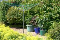 Shrubs sheltering gravelled area with clothes line and pots containing Ficus and Prunus persicus - NGS garden, Barrow Nook, Lancashire