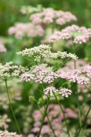 Pimpinella major 'Rosea'