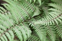 Athyrium 'Ghost'