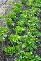Intercropping - Lettuces and Potatoes