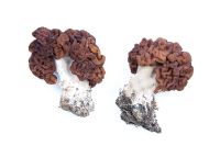 Gyromitra esculenta - False Morel Fungi