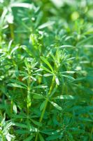 Galium aparine - Goosegrass