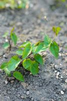 Convolvulus arvensis - Field bindweed