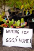 Sign at Eastgrove Cottage Garden Nursery