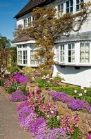 Tulips, Wallflowers and Aubretia under Bay Window in front garden of Grafton Cottage, NGS, Barton-under-Needwood, Staffordshire 