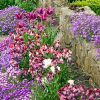 Tulips, Wallflowers and Aubretia path around stone wall in front garden of Grafton Cottage, NGS, Barton-under-Needwood, Staffordshire 