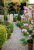 Spring gravel garden with Prunus 'Kiku-Shidare-Zakura' in blossom, terracotta pots with box topiary and tulips 