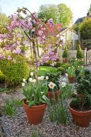 Spring garden with Prunus 'Kiku-Shidare-Zakura' in blossom, terracotta pots with box topiary and tulips 