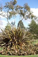Border with Phormium tenax 'Purpureum', Eucalyptus and bergenias - Beth Chatto's Garden