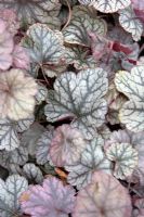 Heuchera 'Silver Scrolls'