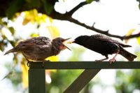 Sturnus vulgaris - Adult Starling feeding a young fledgling