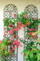Decorative Moroccan style ironwork screens used to hang wall pots with ivy leaved Pelargonium - Geraniums.