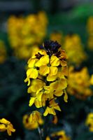 Erysimum 'Walberton's Fragrant Sunshine'