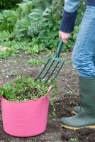 Child using a Child's fork to remove weeds from an organic vegetable garden with pink plastic trug. Gowan Cottage, Suffolk