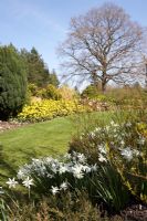 Spring borders with Narcissus 'Thalia' and Fraxinus excelsior 'R E Davey' in the foreground, Mahonia aquifolium 'Apollo', Juniperus chinensis 'Pyramidalis', Pinus mugo 'Golden Glow' and Cornus sanguinea 'Midwinter Fire' behind. The Sir Harold Hillier Gardens.