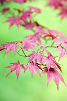 Acer palmatum 'Fireglow', Spring foliage