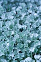 Dichondra 'Silver Falls'