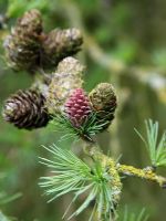 Larix decidua - Larch showing old and new cones