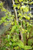 Mespilus germanica - Medlar Tree sprouting from pear rootstock