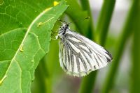 Pieris napi - Green veined White butterfly resting on Chinese Mustard 'Green In Snow'