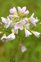 Cardamine pratensis - Lady's Smock or Cuckoo flower in May