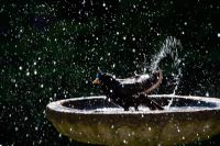 Sturnus vulgaris - Starling washing in bird bath 