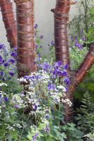 Prunus serrula, Anthriscus sylvestris 'Ravenswing' and Aquilegia 'Blue Barlow' - The Unexpected Gardener, Gold medal winner - RHS Chelsea Flower Show 2010