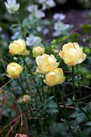 Trollius x cultorum 'Alabaster'. The 'Music on the Moors' garden - Gold medal winner at RHS Chelsea Flower Show 2010 
 