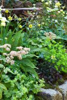 Planting detail including Trollius 'Cheddar', Astrantia major, Geum, Euphorbia, Rodgersia, Alchemilla mollis and Ferns. The 'Music on the Moors' garden - Gold medal winner at RHS Chelsea Flower Show 2010 