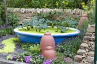 Sedum acre 'Yellow Queen' creates custard in a bowl with Rhubarb 'Stockbridge Arrow' - Welcome to Yorkshire's Rhubarb Crumble and Custard Garden, Silver medal winner at RHS Chelsea Flower Show 2010 